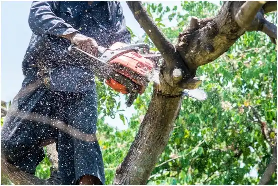tree services Richland Center